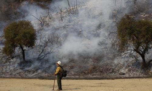 Firefighter standing near smoldering trees.