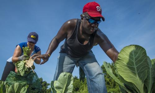 Two farmers working together to pick crops